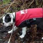 boston terrier puppy walking