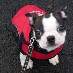 buddy the boston terrier puppy