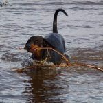 Doberman with stick