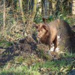 dog digging in mound