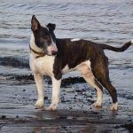 dog walking at parklea