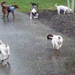 dog walking at parklea in the rain