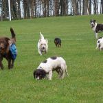 dog walking at the parklea playing fields