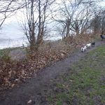 dog walking in stormy weather