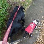 dog walking puppy