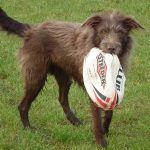 Dog with Rugby ball