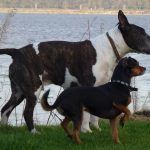 dogs walking alongside river clyde