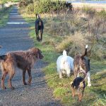 dogs walking on new years day