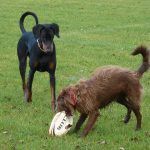 dogs with rugby ball