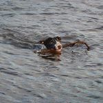 swimming bull terrier