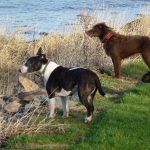 looking out into the river clyde