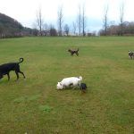 parklea playing fields