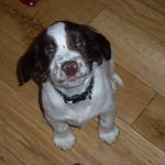 smiling puppy