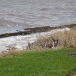 stormy river clyde