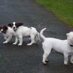 windy dog walking