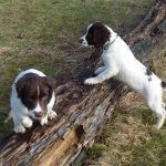 Spaniel puppies