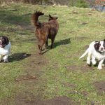 spaniel puppies running