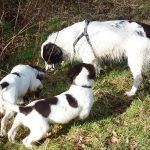 Springers spaniels