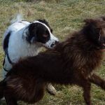 Springer and collie