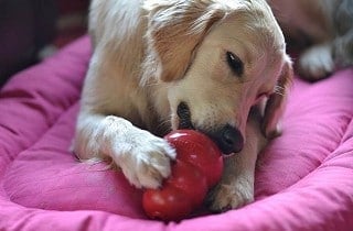 dog boarding