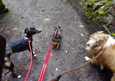 dogs on lead in finlaystone