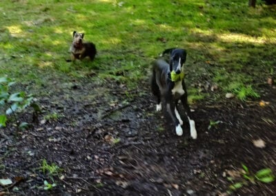 dogs playing in finlaystone dog park
