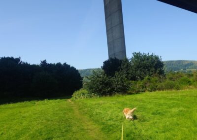 dog walking under the erskine bridge