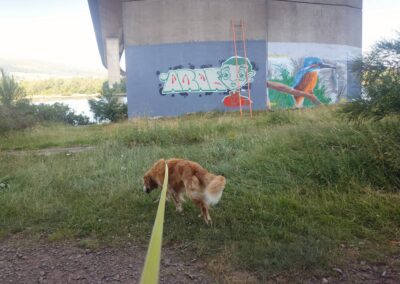 graffiti on erskine bridge