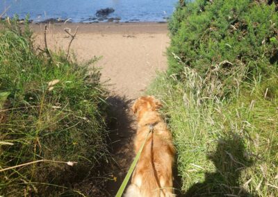 approaching the river clyde with a dog