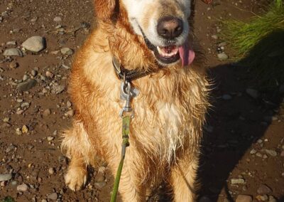 golden retriever sitting very nice