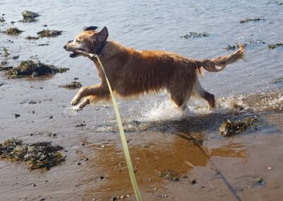Golden retriever running with a stick
