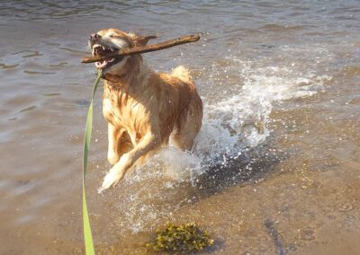 golden retriever with stick