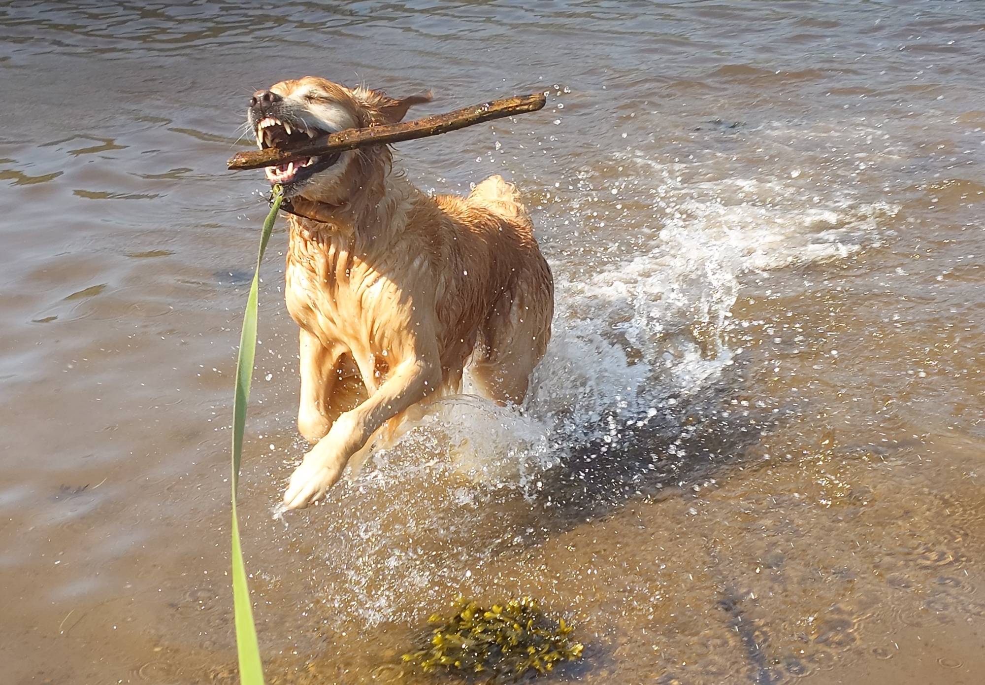Bracken loves sticks golden retriever with stick