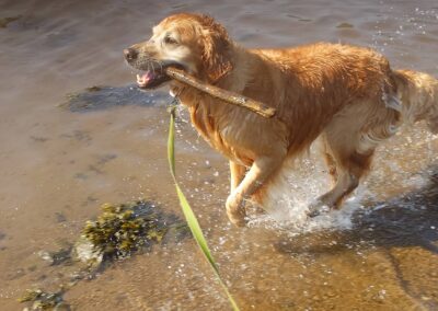 dog with a stick