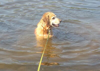golden retriever sitting in the river