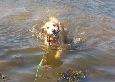 retriever returning with a stick