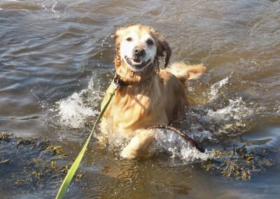 happy golden retriever cooling off in water