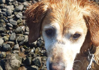 close up of a golden retriever
