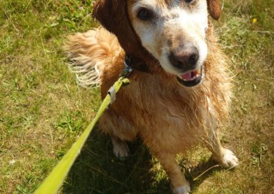 golden retriever sitting for a treat