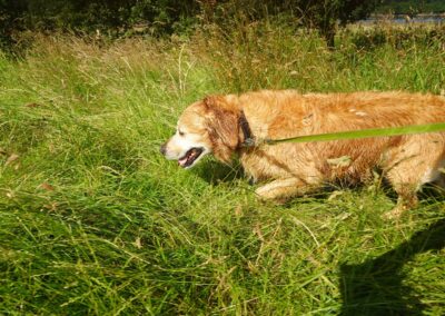 golden retriever in long grass