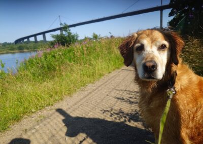 dog standing in front of the erskine bridge