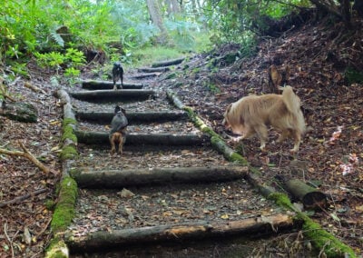 dogs walking up a slope on a country trail