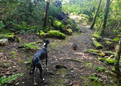dogs walking in woods