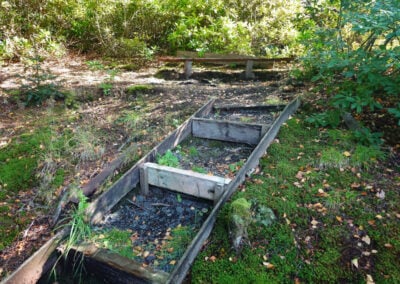 woodland steps and bench