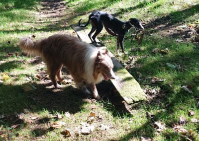 dogs standing next to a bench in the woods