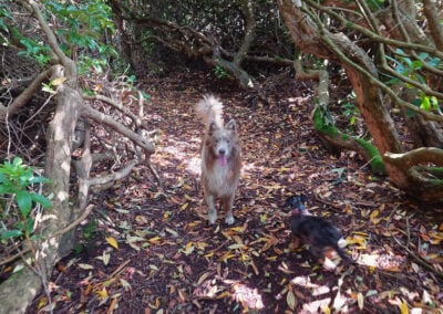 dog waiting in woods