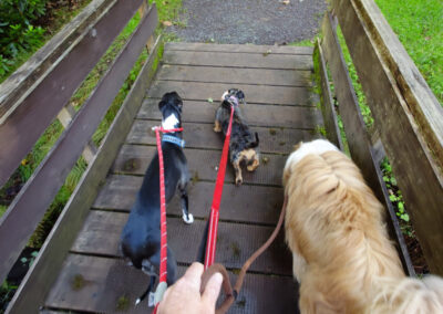 dogs crossing a bridge