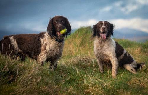 2 springer spaniels in the field