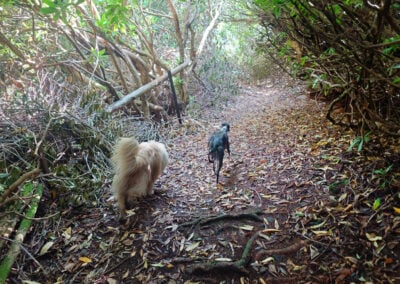 dogs walking on a woodland trail