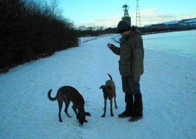 dog walker with dogs